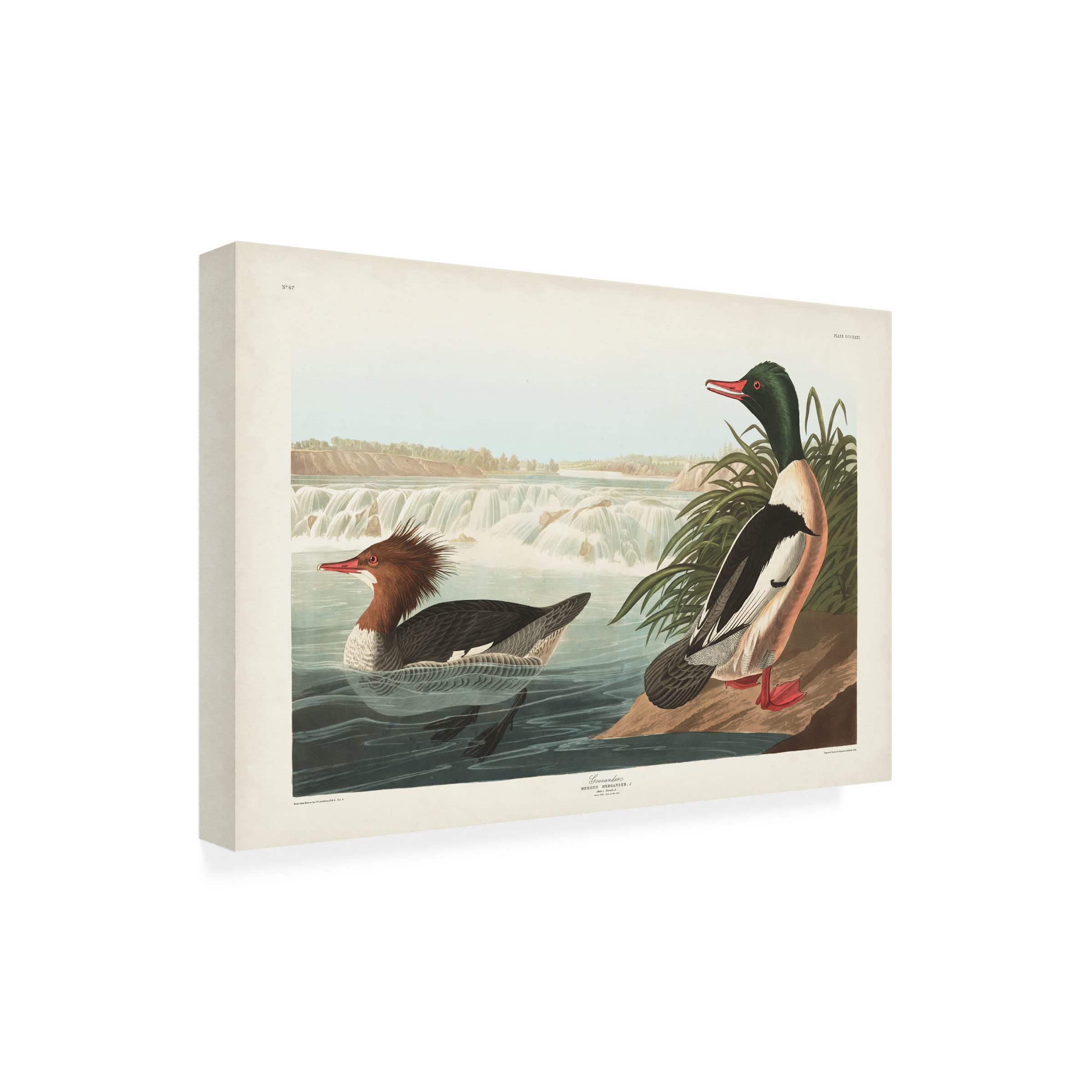 John James Audubon 'Goosander Duck' Canvas Art Print 16x24 - Premium Wildlife Wall Decor for Living Room, Office & Nature Lovers