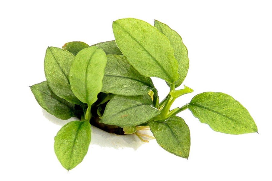 Dennerle Anubias Nana 'Jade' Live Aquarium Plant - Easy Low Light Aquatic Plant for Fish Tanks & Aquascaping