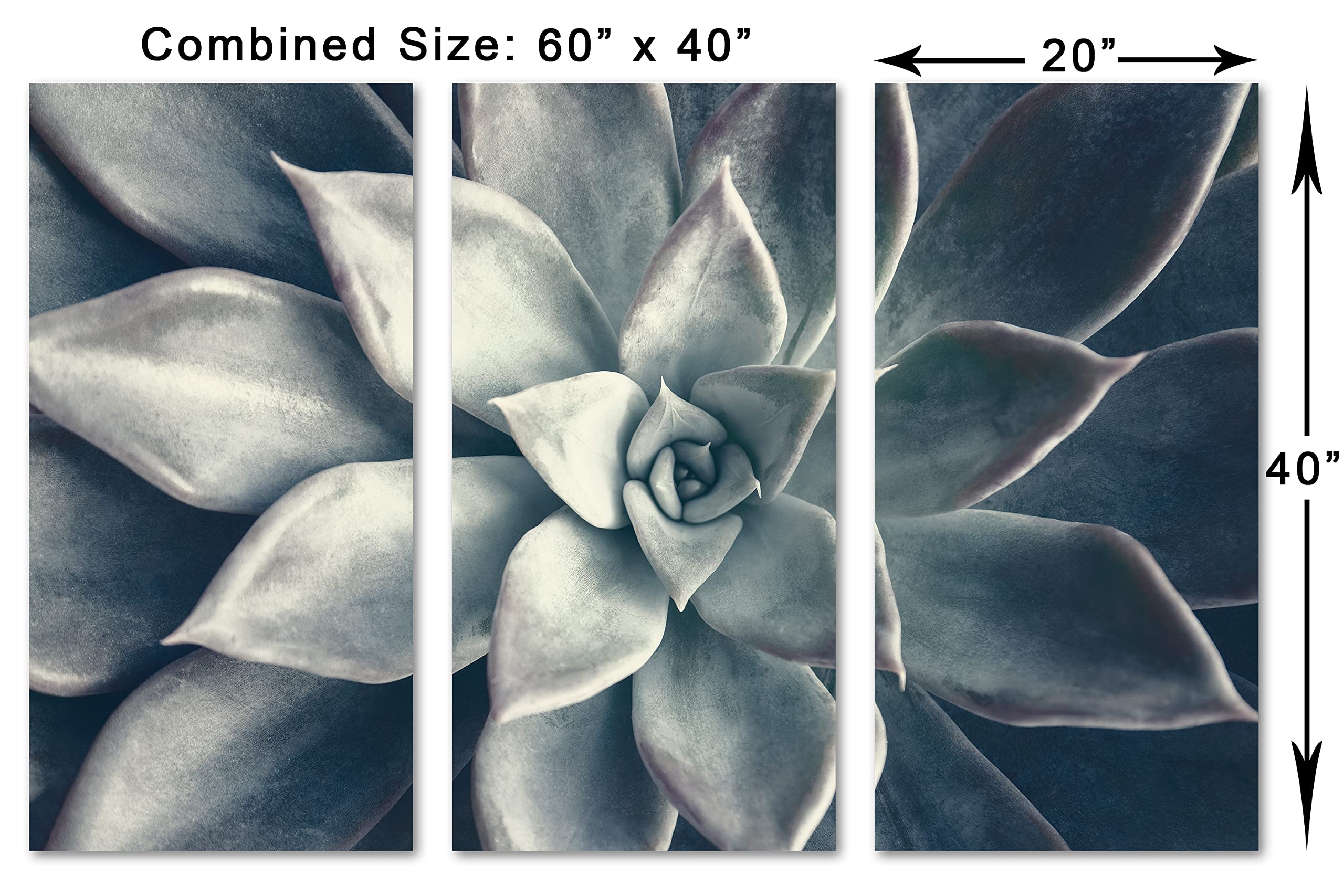 60 x 40 Inch Echeveria Succulent Canvas Wall Art - 3 Panel Split Botanical Plant Painting in Dark Teal | Perfect for Living Room, Bedroom & Office Decor