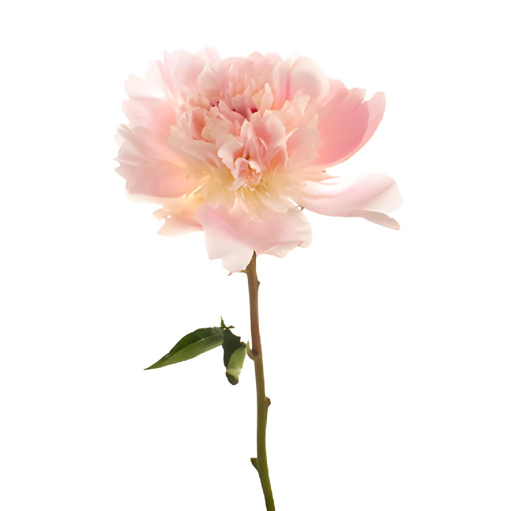 Alertie Fresh Cut Peonies Bouquet - Perfect for May Delivery, Weddings & Mother's Day Gifts