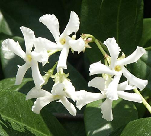 Star Jasmine Potted Plant - 4-8 Inch Tall Fragrant Indoor/Outdoor Live Plant with Sweet Aroma - Perfect for Home Decor, Garden Landscaping & Aromatherapy