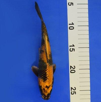 Premium Ki Utsuri Koi Fish 7-8 Inch - High Quality Japanese Koi for Ponds & Water Gardens - Perfect for Outdoor Decor & Relaxation