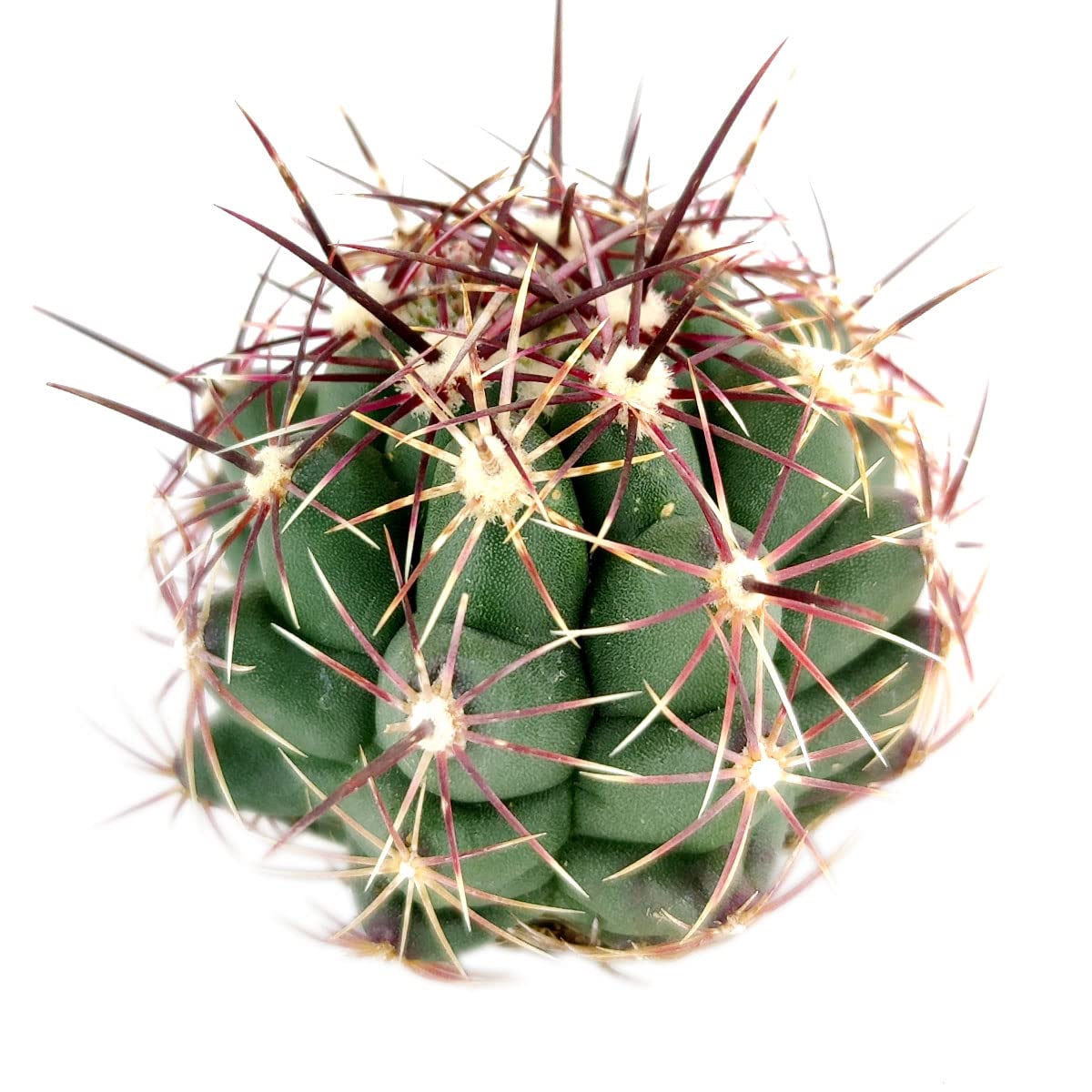 Live Succulent Plants Box - Rare Red Thorn Cactus (4 Inch) with Clay Pot | Hand-Selected Unique Cactus Collection | Perfect Gift Idea & Home Decor for Office Desk, Garden, or Indoor Plant Lovers