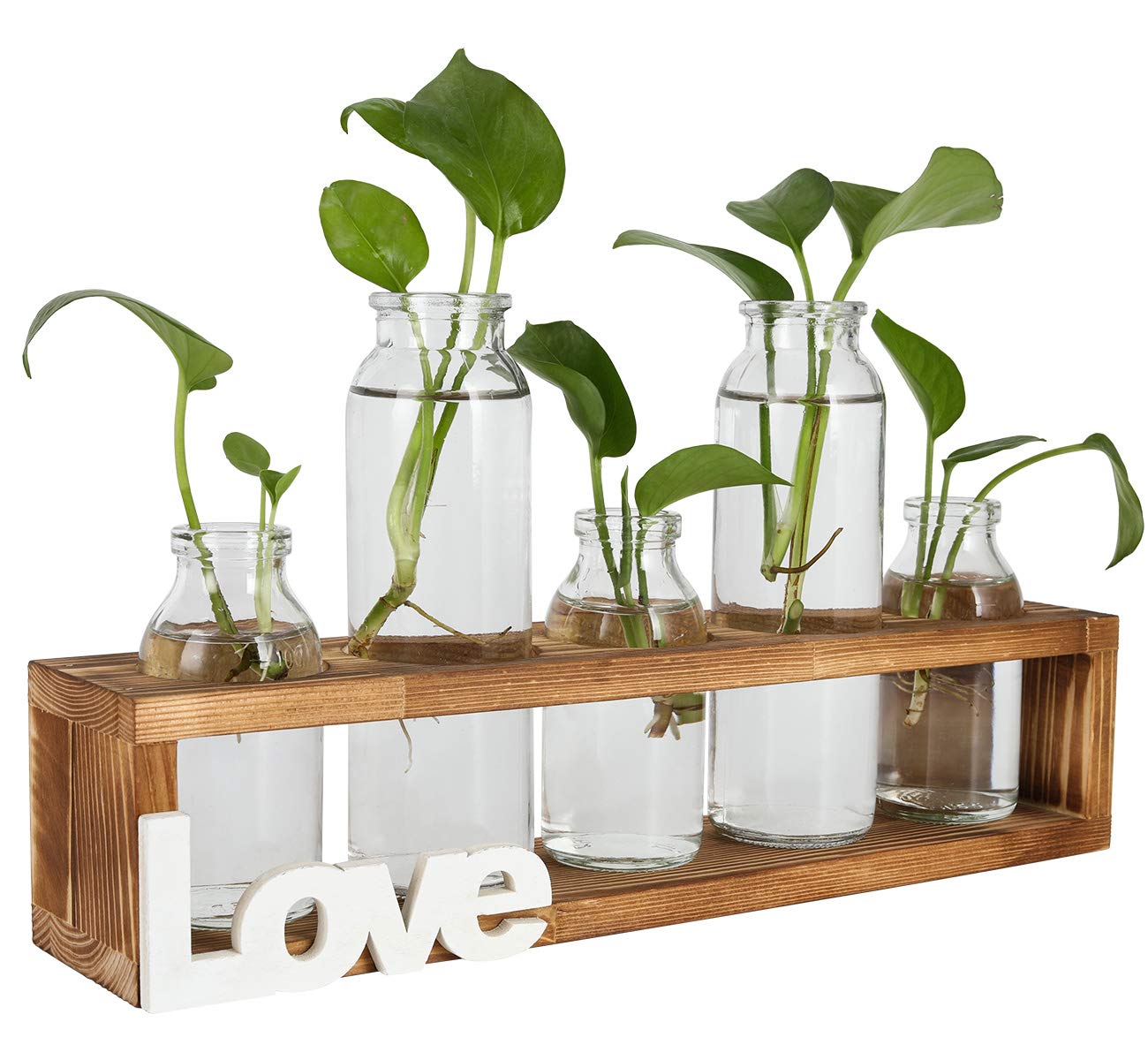 PAG Plant Terrariums Kit - Tabletop Hydroponics Air Planter with 5 Glass Vases & Solid Wood Stand - Perfect for Home, Office, and Indoor Garden Decor