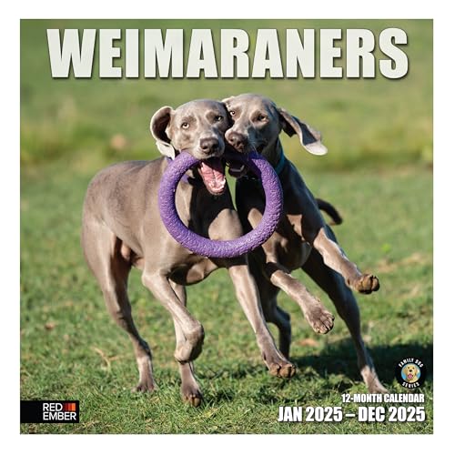 08 - Weimaraners