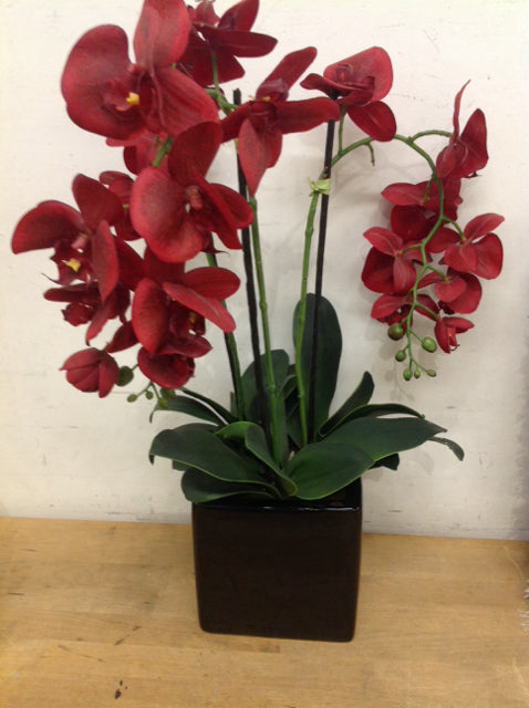 22 Red Orchid Plants in Black Pot - Elegant Home & Office Decor for Gifts, Weddings & Special Occasions