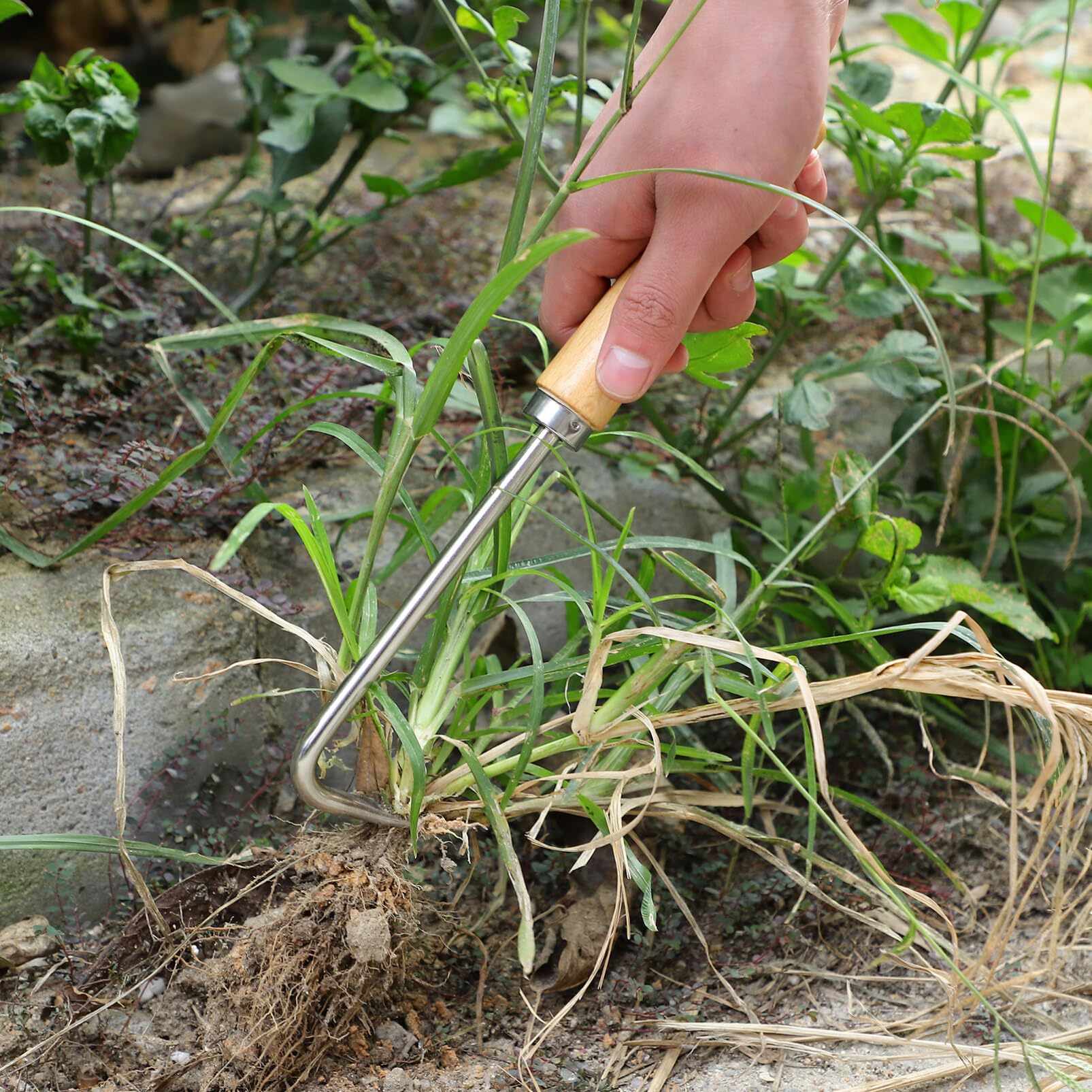 Happyyami Hand Weeding Tool with Beech Wood Handle - Garden Weeder, Lawn Edging Tool, Hand Tiller for Yard Maintenance - Perfect for Gardening, Weed Removal, and Soil Cultivation