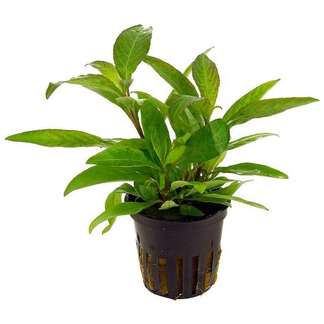 TCulture Hygrophila Corymbosa 'Siamensis' Live Aquarium Plant - Freshwater Aquatic Plant for Fish Tanks, Ponds & Aquascaping (Potted)