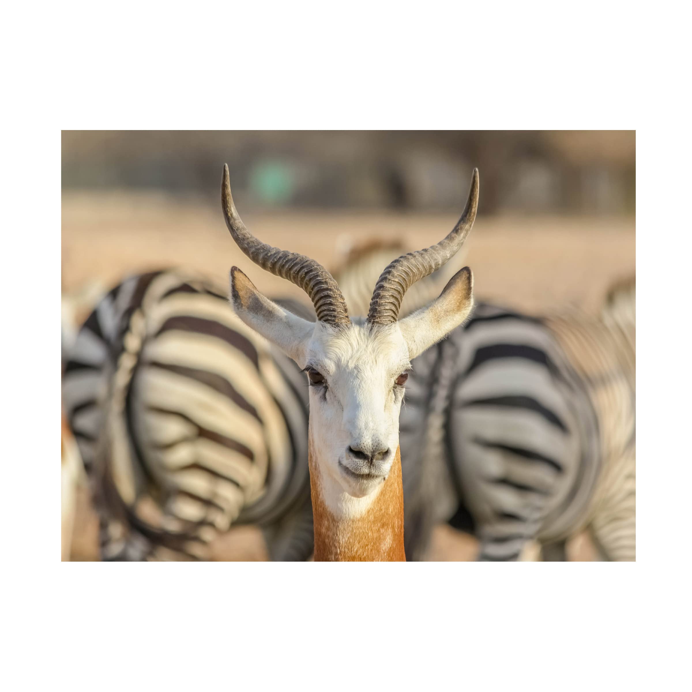Trademark Fine Art 'Portrait with Zebra Background' Canvas Wall Art Print by Khalid Jamal - Modern Home Decor for Living Room, Bedroom & Office