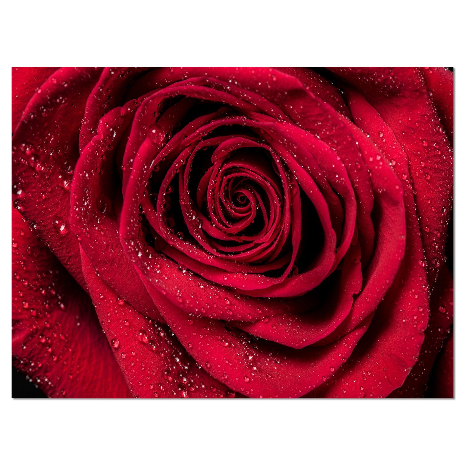 Designart (DET43) Red Rose Petals in Rain Droplets Canvas Wall Art Print - 20x12 Inches, Vibrant Red Floral Painting - Perfect for Living Room, Bedroom & Office Decor