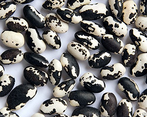 Organic Orca Beans - 100 Heirloom Bush/Dry Bean Seeds from Mexico | Non-GMO, Easy to Grow | Perfect for Soups, Stews, and Mexican Cuisine