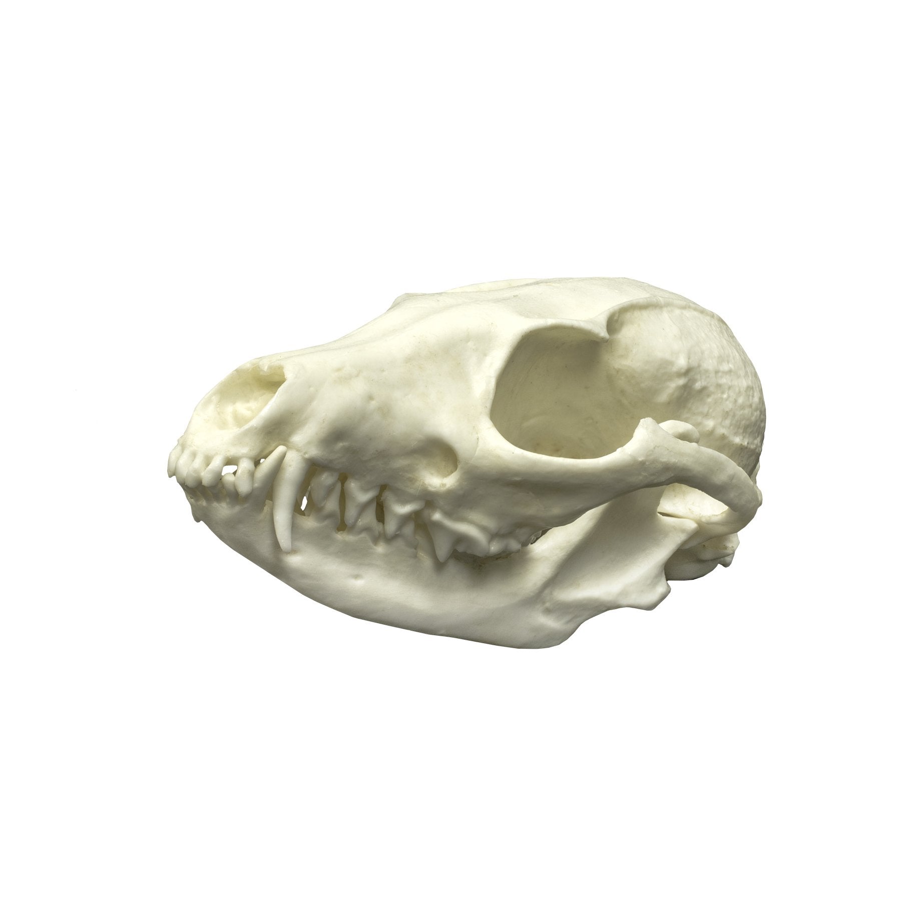 Realistic Gray Fox Skull Replica - High-Quality Animal Skull Model for Home Decor, Halloween Props, Educational Display & Taxidermy Collection