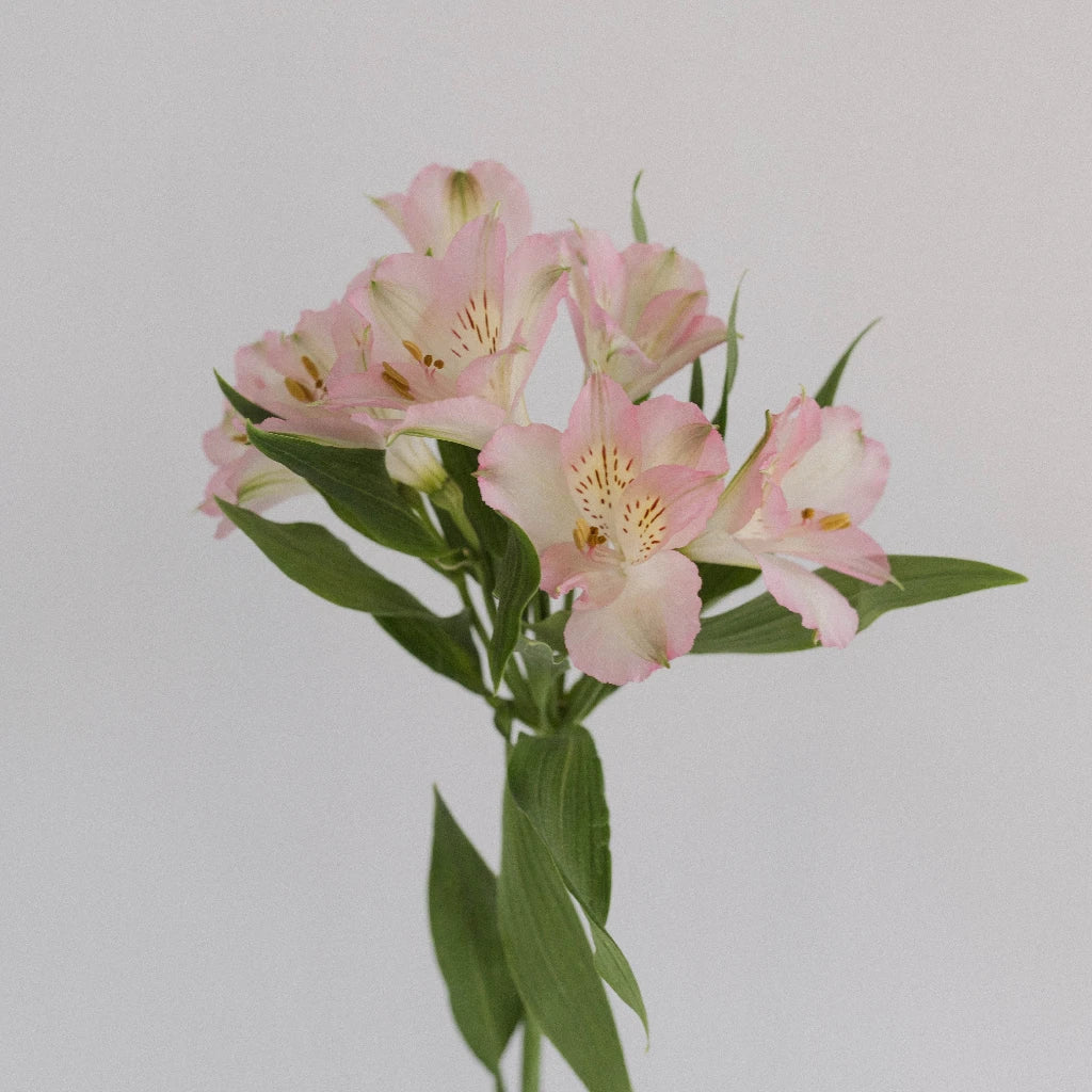 Fresh Baby Pink Peruvian Lilies Bouquet - Long-Lasting Cut Flowers for Weddings, Home Decor & Gifts