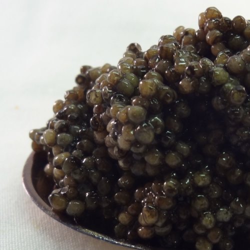 Premium Russian Ossetra Crown Farmed Caviar - 2 oz Jar by Bemka.com | Gourmet Delicacy for Special Occasions, Luxury Gifts & Fine Dining
