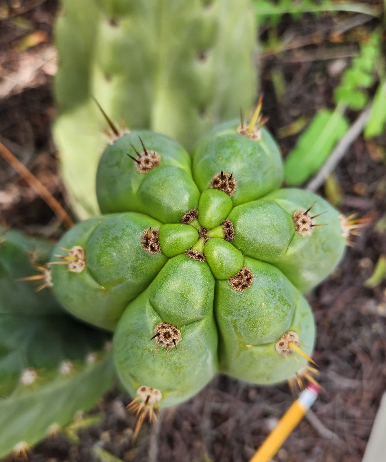EC300 EXACT Trichocereus Pachanoi Phat Pach Cactus Cutting - Premium Live Cactus for Home Decor, Gardening & Spiritual Ceremonies