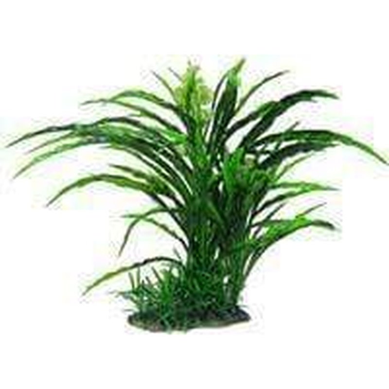Amazon Jungle Flowering Spinifex Tree - Exotic Tropical Plant for Home & Garden Decor | Perfect for Indoor Houseplants, Landscaping, and Botanical Collections