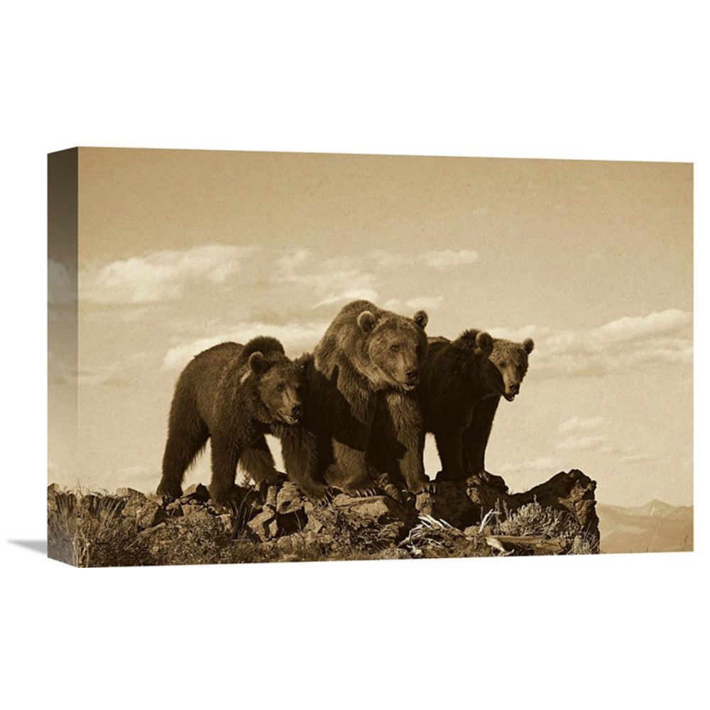 Grizzly Bear with Two Cubs Wall Art - Sepia Gallery Wrap Giclee Canvas Print by Tim Fitzharris | North America Wildlife Decor for Living Room, Office & Nursery