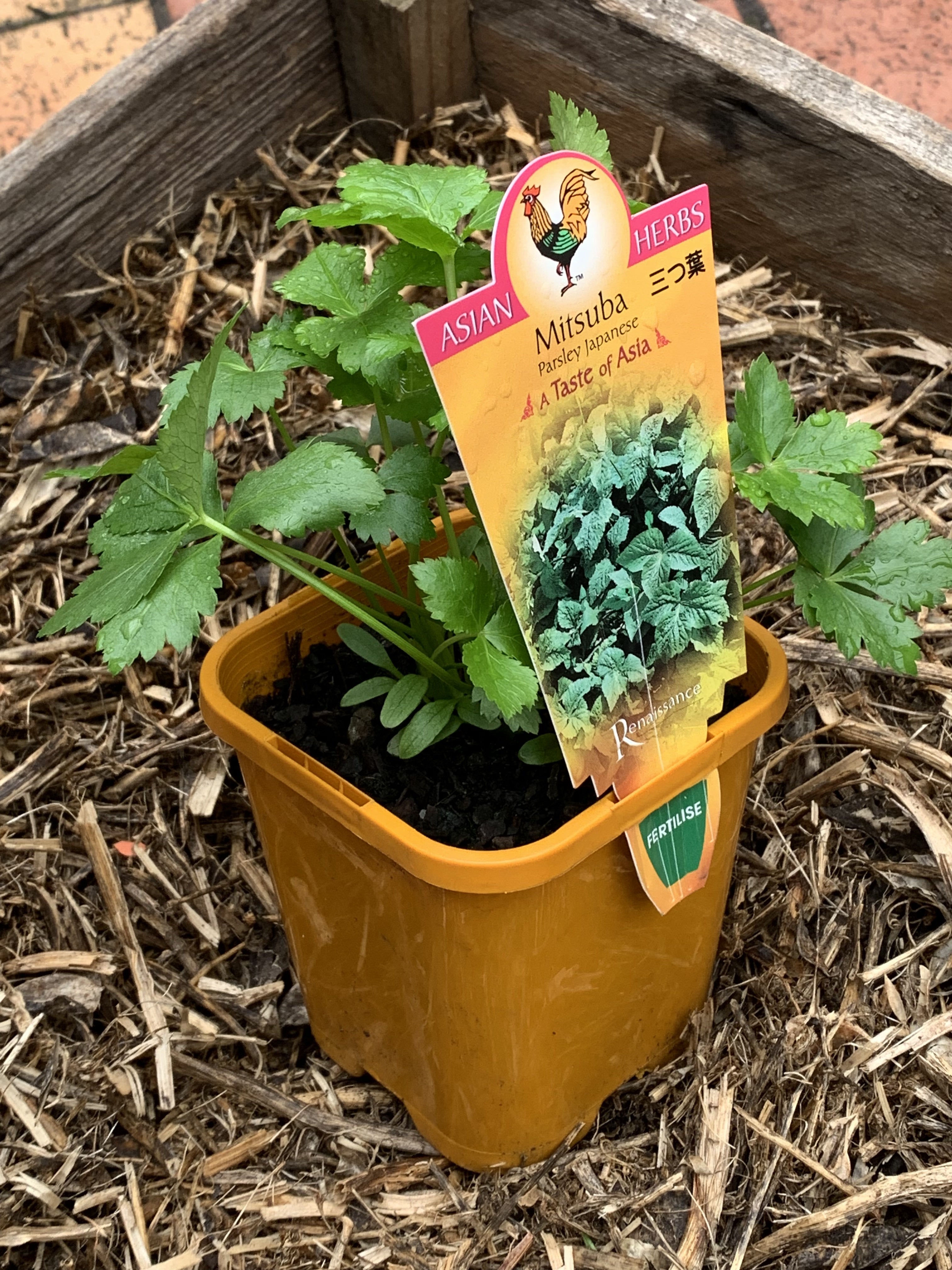 Fresh Mitsuba Japanese Parsley - Authentic Japanese Herb for Sushi, Soups & Salads - Perfect for Asian Cooking & Gourmet Dishes