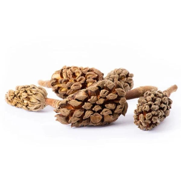 Galápagos Magnolia Seed Pods for Home Decor, Crafts & DIY Projects – Natural Dried Botanical Elements