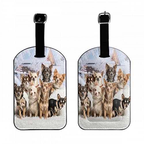 Chihuahuas