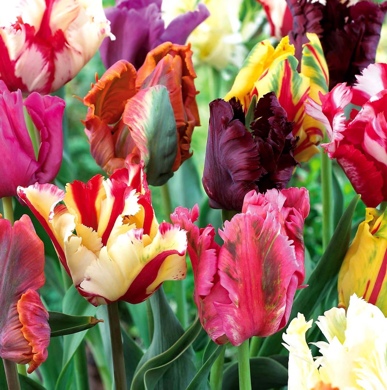 Mixed Parrot Tulip Bulbs - Pack of 10 Vibrant Spring Blooming Flowers for Garden Planting & Floral Arrangements