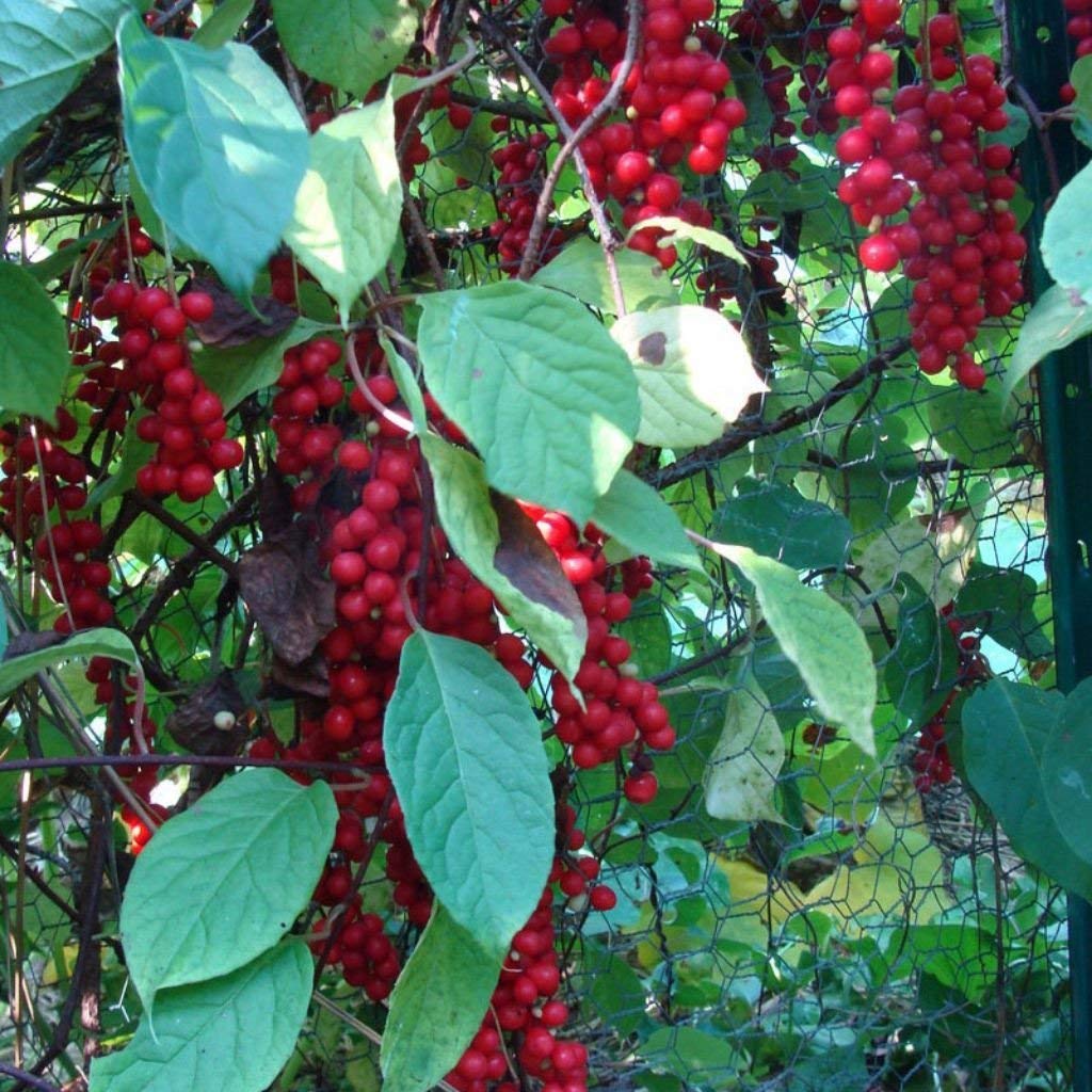 Organic Schisandra Chinensis Seeds (20-Pack) - Premium Medicinal Herb for Immune Support & Stress Relief - Grow Your Own Adaptogenic Plants at Home - Perfect for Herbal Tea, Tinctures & Natural Remedies