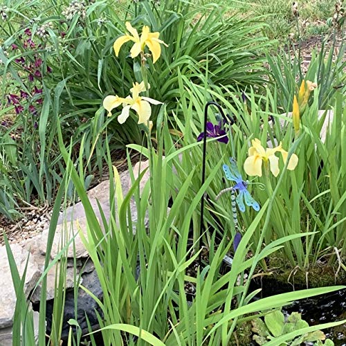 Dixie Deb Louisiana Iris Bog Plant - Yellow Marginal Pond Plant for Water Gardens | AquaLeaf Aquatics | Perfect for Ponds, Wetlands & Aquatic Landscaping