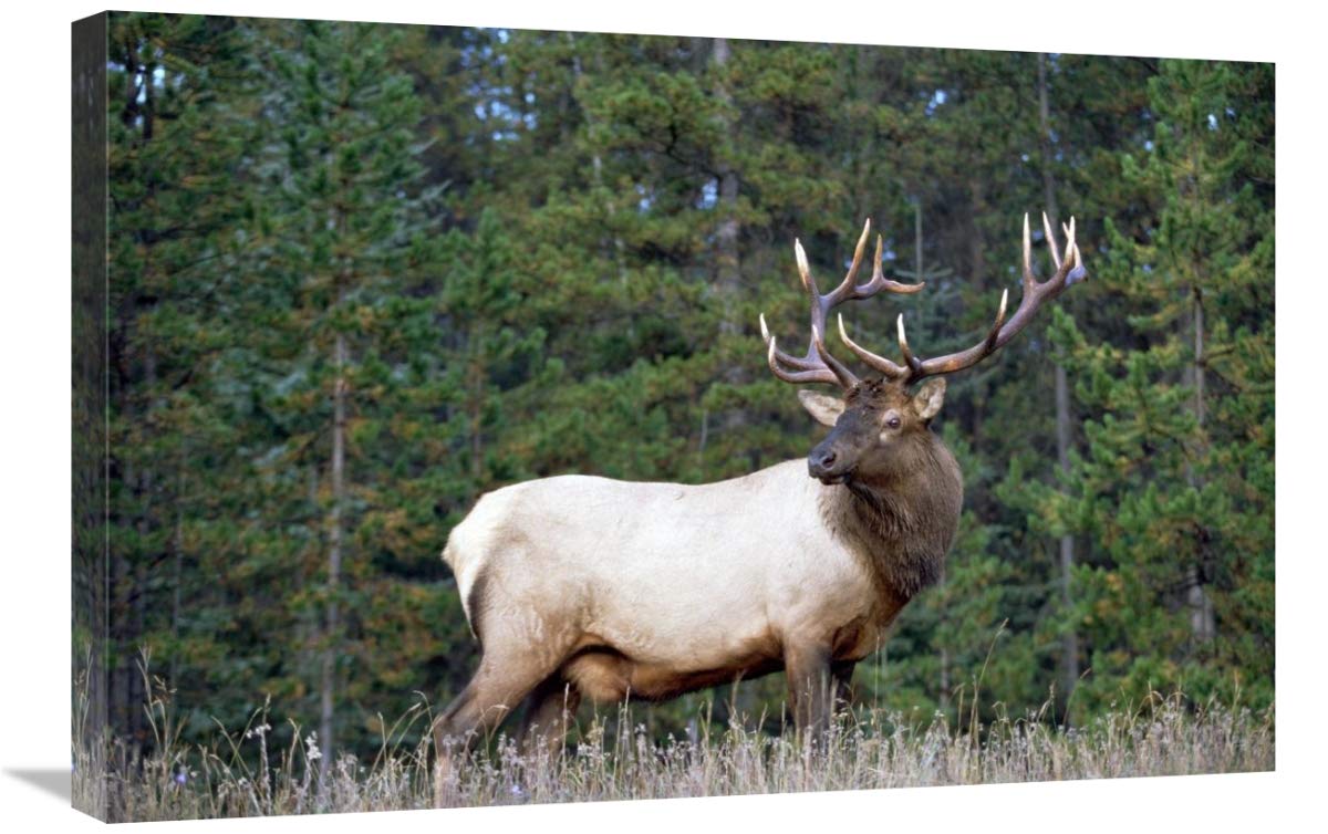 20 x 30 Inch Elk or Wapiti Male Portrait Wall Art Print - North American Wildlife Photography by Tim Fitzharris - Perfect for Living Room, Office, or Cabin Decor