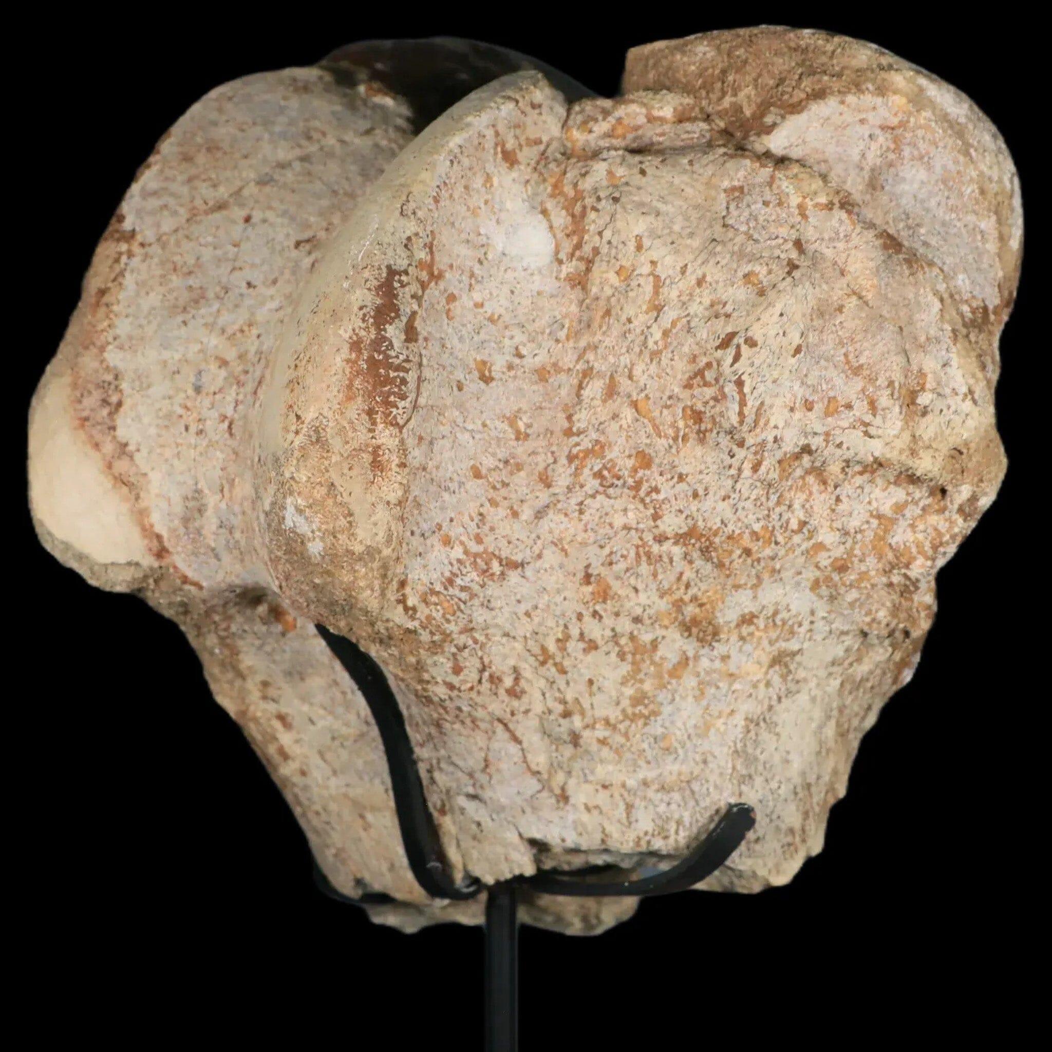 6 Authentic Brontotherium Fossil Limb Bones from Eocene Age - White River Badlands SD Titanothere Specimens for Paleontology Collectors & Home Decor