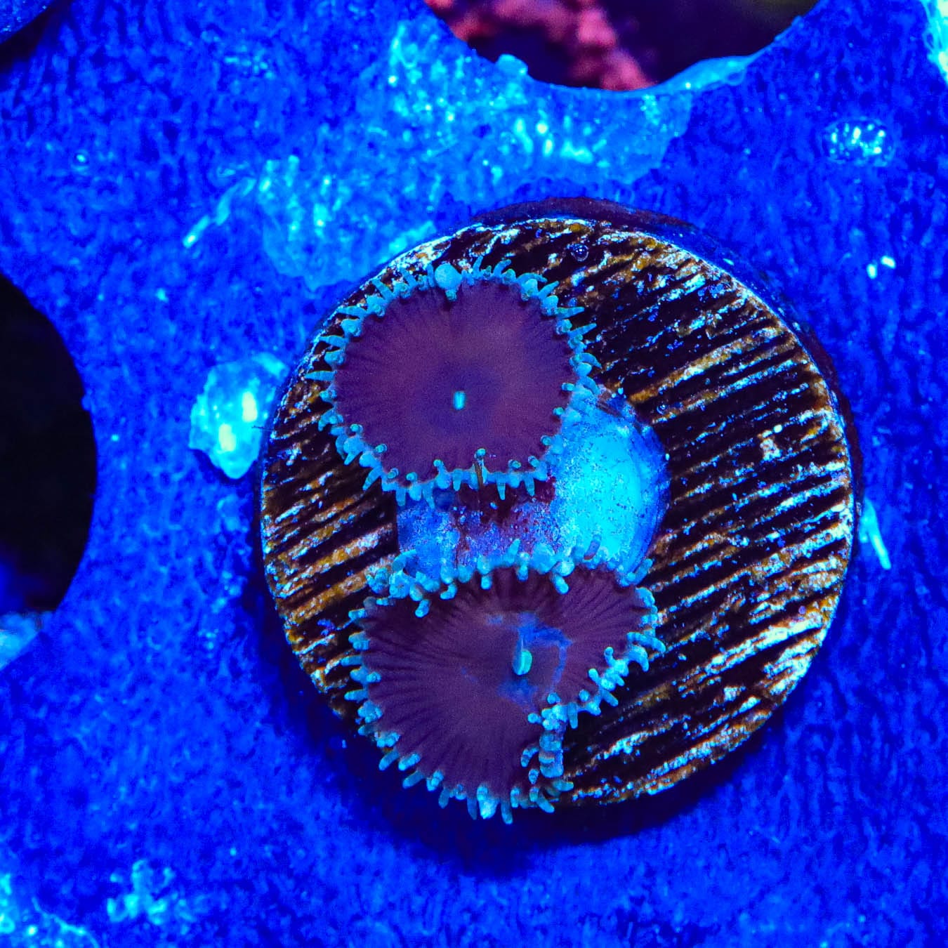 Cinnamon Palythoa Coral for Saltwater Aquariums | Vibrant Coral for Reef Tanks & Marine Displays