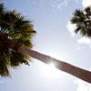 Palm Tree