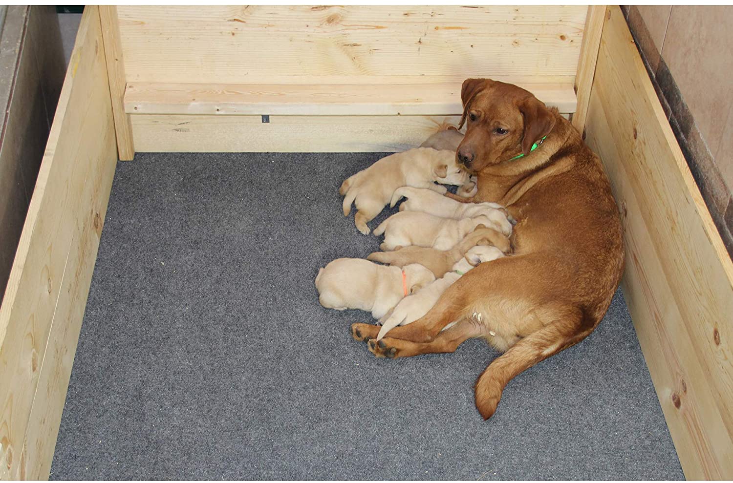 Premium Whelping Box Liner for Dogs - 48