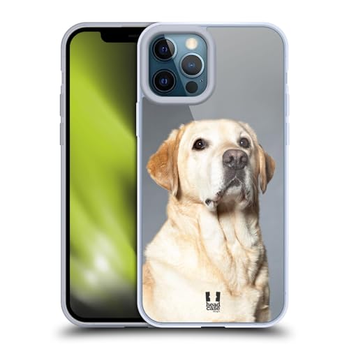 Blonde Labrador Retriever Dog
