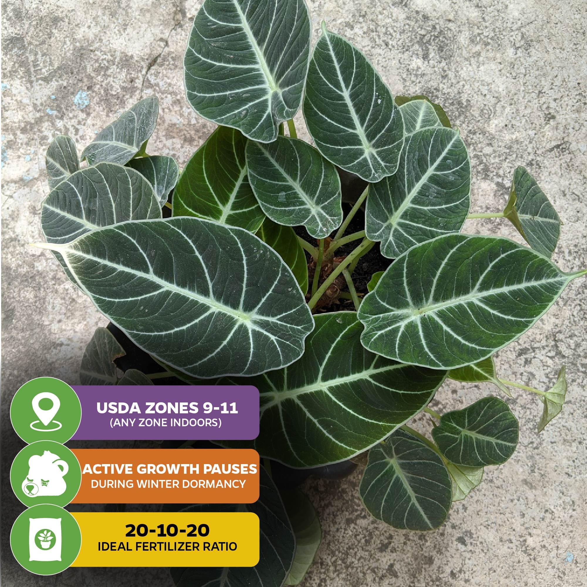 Black Velvet Elephant Ear Live Plant (Alocasia reginula) - Exotic Tropical Houseplant with Dark Green Velvet Foliage - Perfect for Indoor Decor & Outdoor Garden Landscaping - Ideal for Home, Office, or Patio Spaces