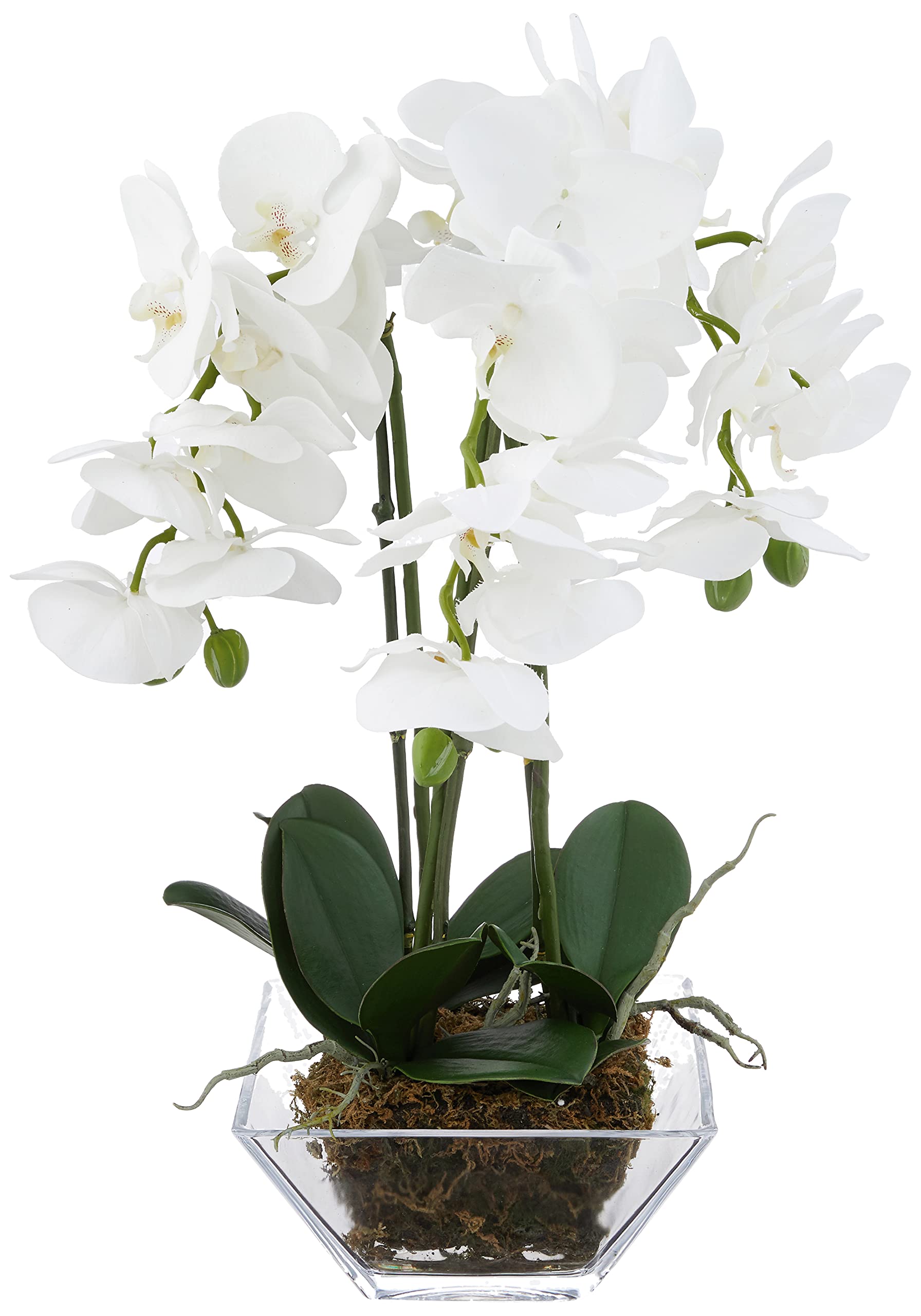 Nearly Natural 4570 Triple Phalaenopsis Orchid in Glass Vase - Green & White Silk Flowers for Home Decor, Office, Wedding Centerpiece, and Gift Ideas