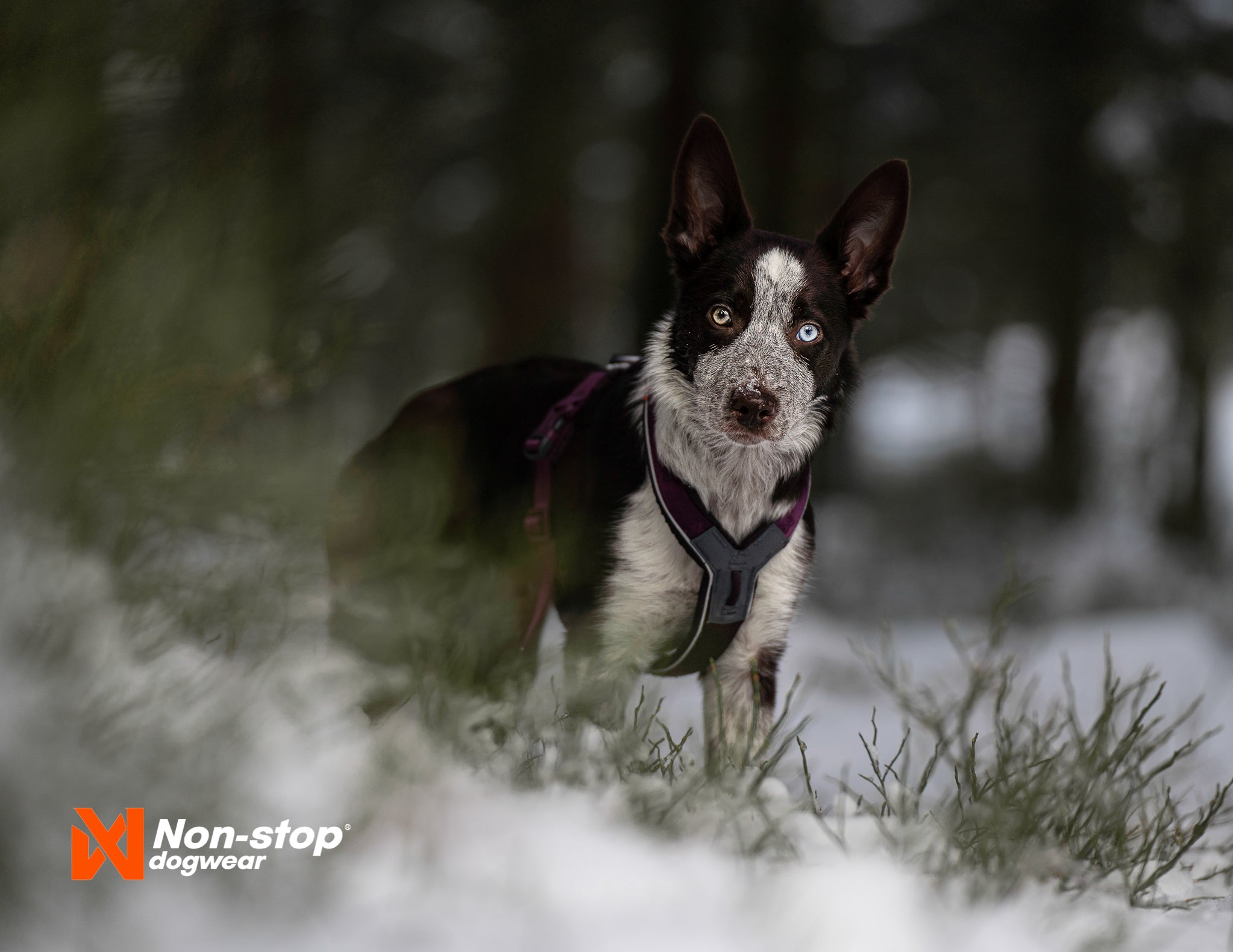 Non Stop Dog Wear: Line Harness 5.0 - Adjustable Reflective Dog Harness for Small, Medium & Large Breeds - Perfect for Walking, Running & Outdoor Adventures