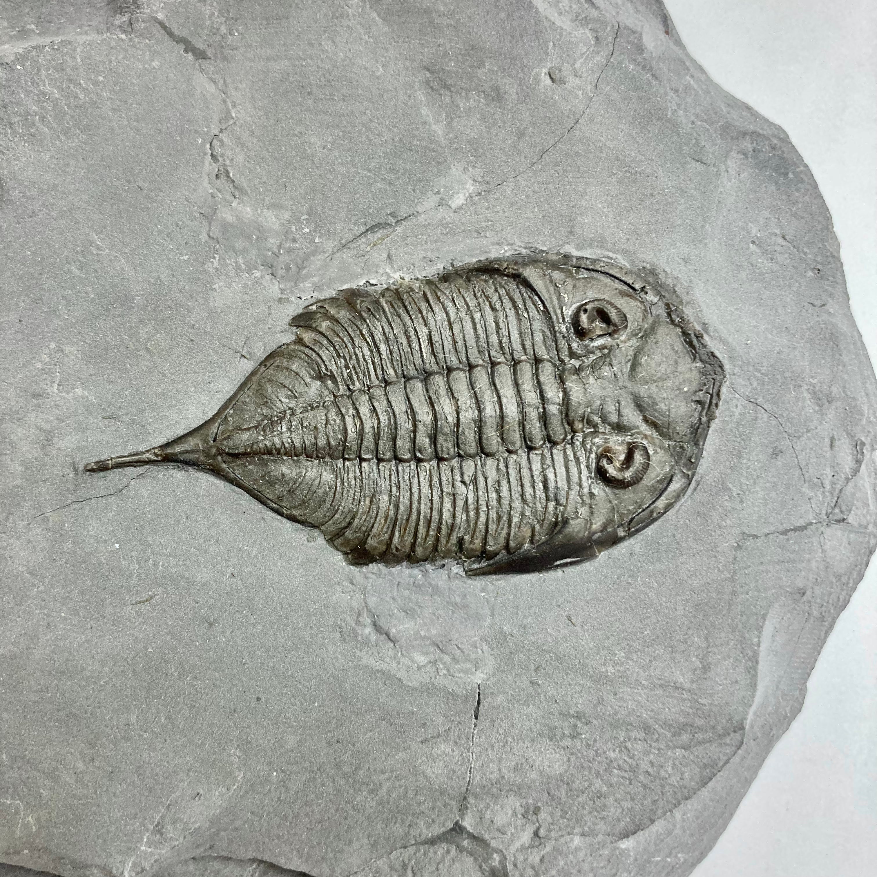 Authentic Dalmanites Limulurus Trilobite Fossil - Rare Paleozoic Era Specimen for Collectors & Science Enthusiasts | Perfect for Home Decor, Education & Gift Giving