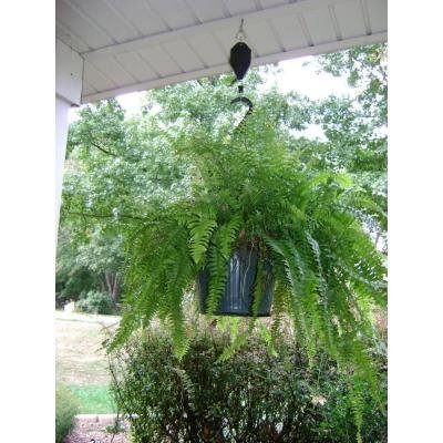 Plant Caddie Pulley System for Hanging Plants - Extendable Rope Hanger for Easy Watering & Adjustable Height - Pack of 3 - Perfect for Indoor Gardens, Balconies & Home Decor