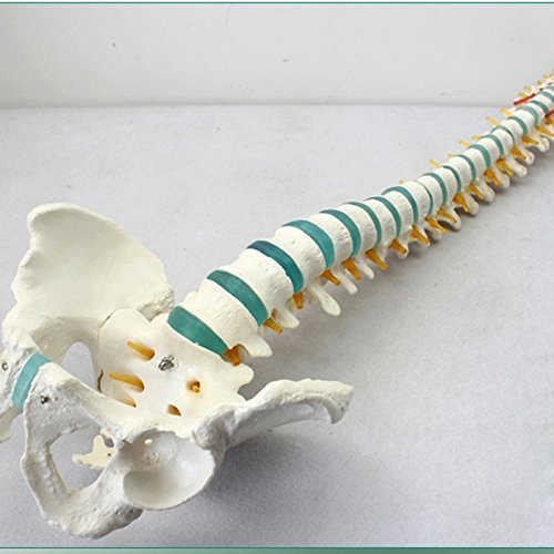 Senior Medical Human Spine Model - Thoracic, Lumbar & Cervical Vertebrae - Anatomical Skeleton for Massage Therapy, Chiropractic Education & Orthopedic Study - Perfect for Medical Students, Physical Therapists & Healthcare Professionals