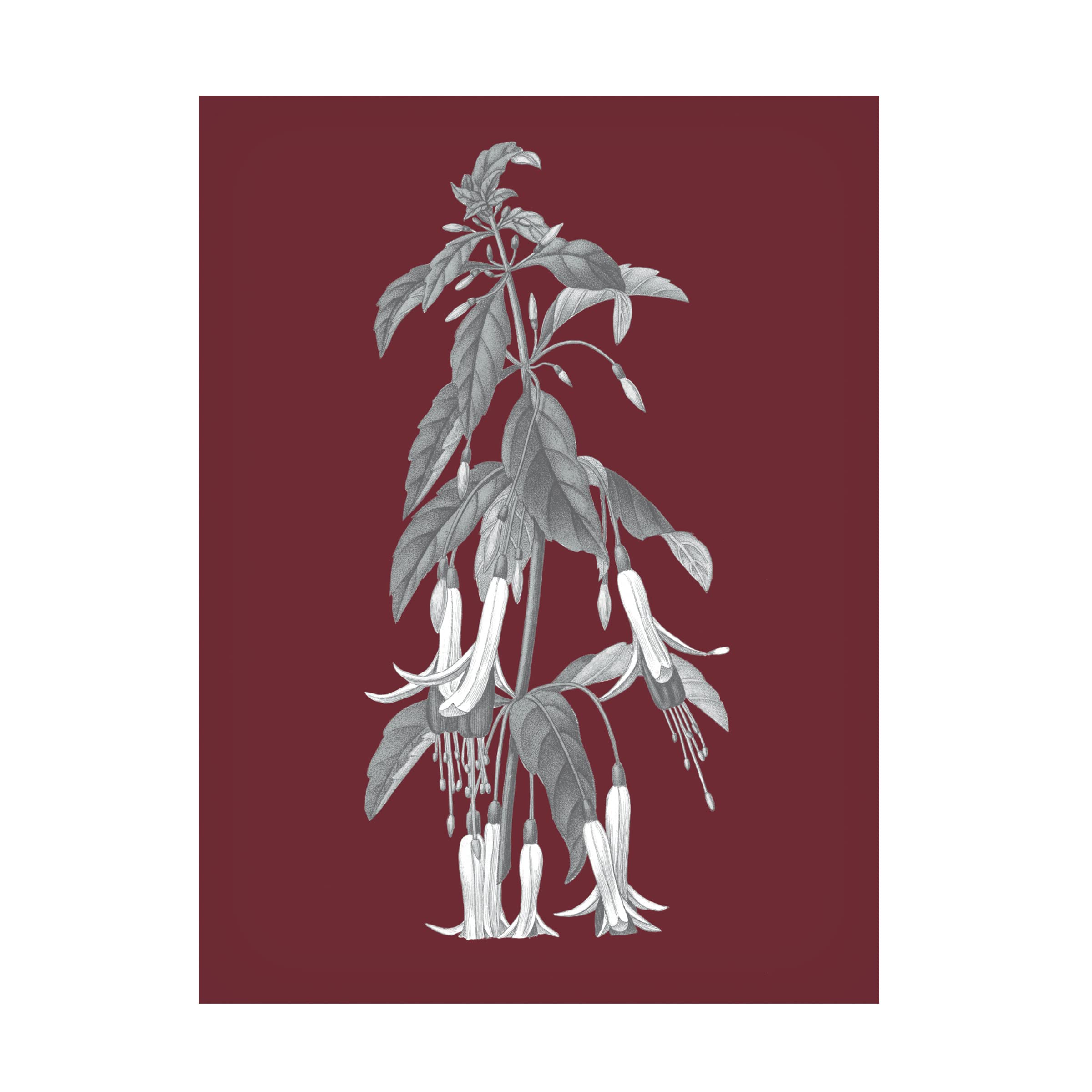 Trademark Fine Art 'Pomegranate Botanical I' Canvas Art Print by Wild Apple - Vibrant Floral Wall Decor for Living Room, Bedroom & Office