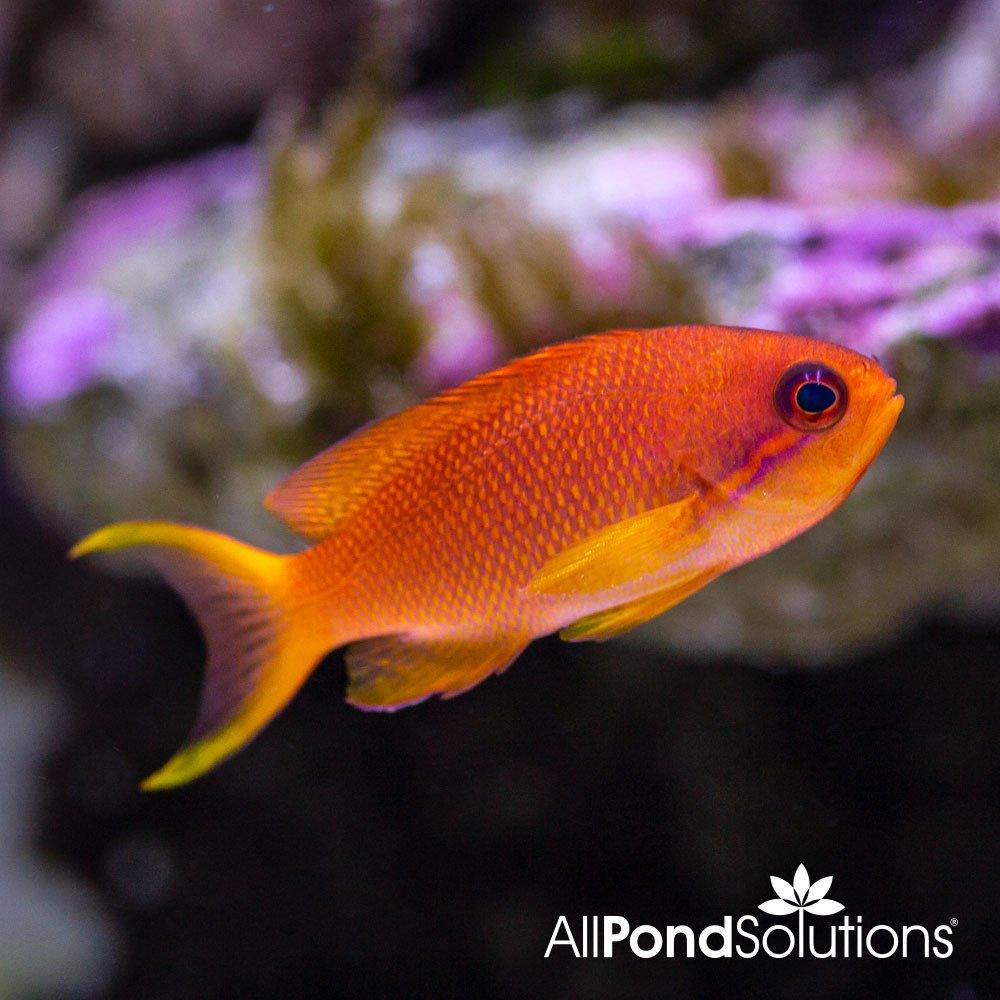 Red Anthias Fish (Pseudanthias squamipinnis) - Saltwater Aquarium Fish for Reef Tanks & Marine Aquascaping