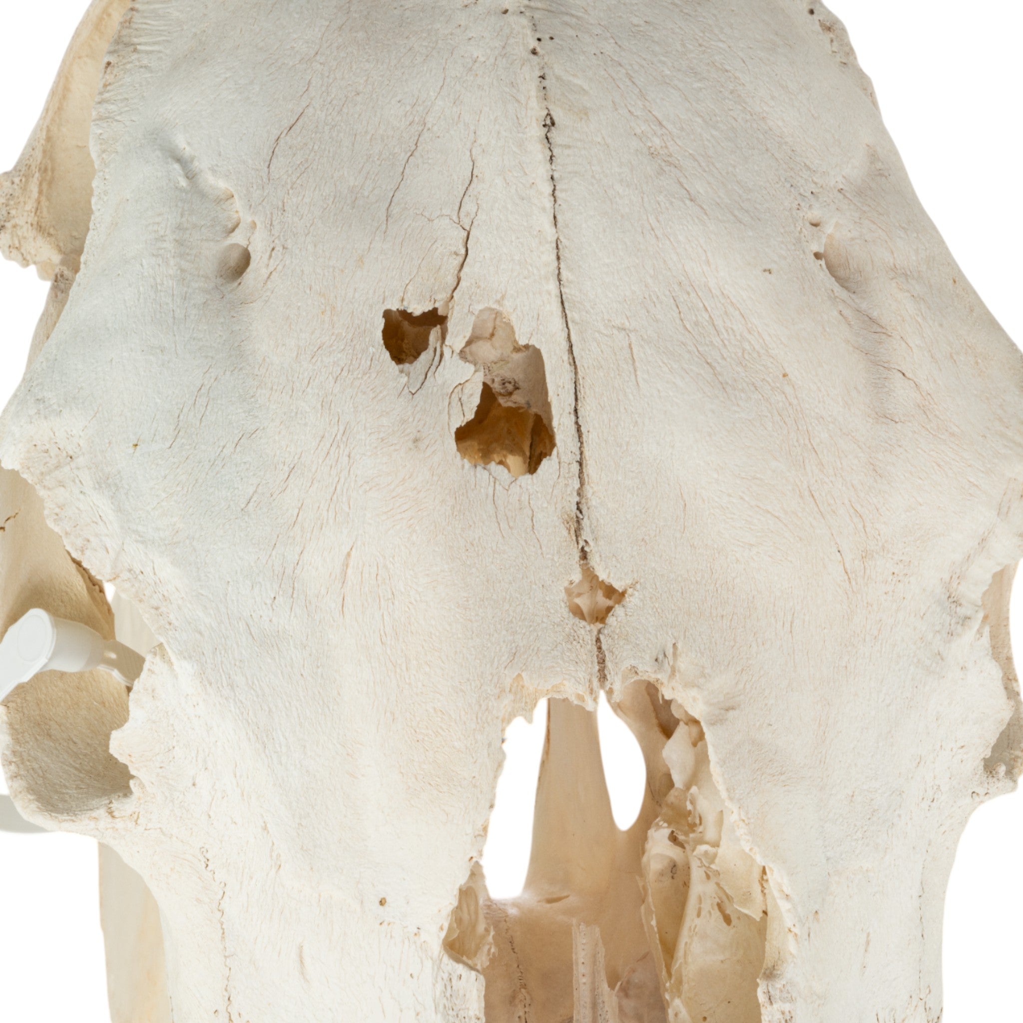 Authentic Cow Skull Decor - Genuine Domestic Cattle Skull for Western Home Decor, Halloween, and Ranch Style Interior Design | Perfect for Wall Art, Farmhouse Decor, and Gothic Themed Parties