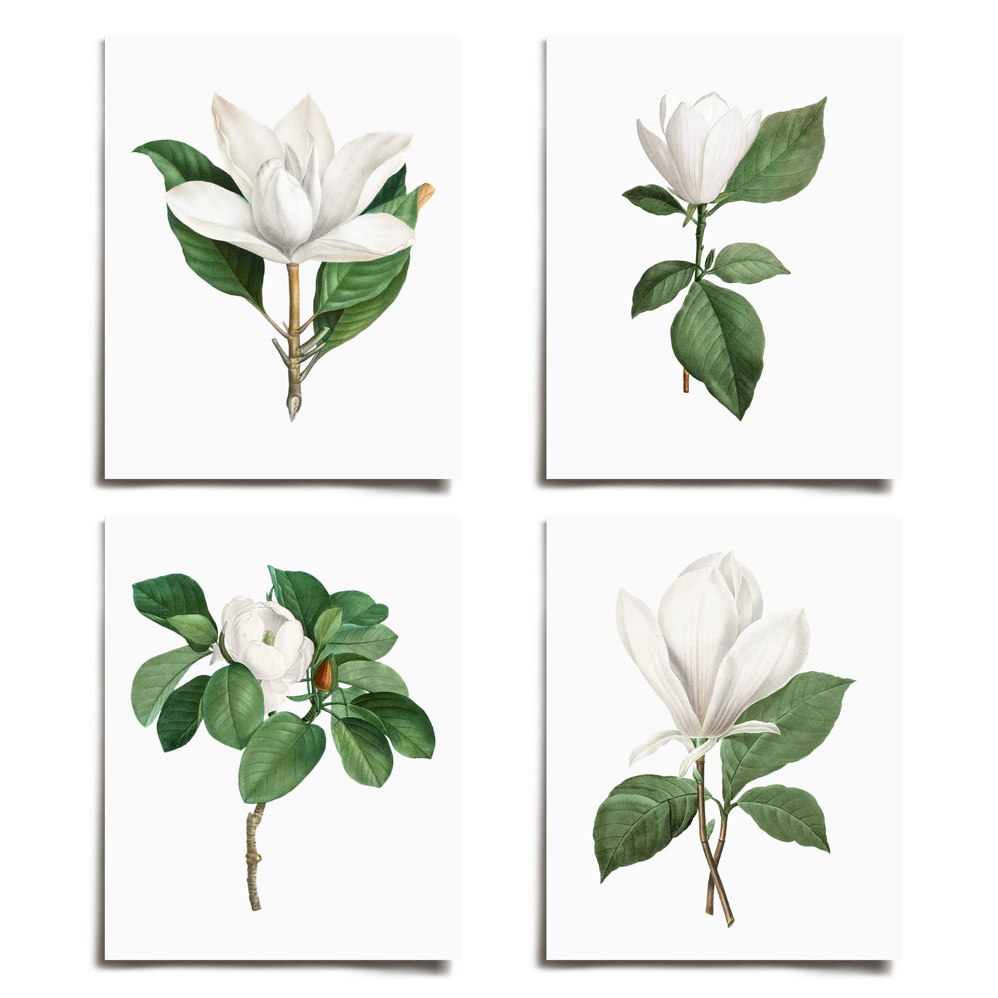 Vintage Pink Magnolia Floral Wall Art Prints Set of 4 | Modern Victorian Illustration Unframed Decor | Boho Abstract Aesthetic Posters for Living Room Bedroom Office Kitchen | Large 11x17 Linen Artwork for Boys Girls Teens Kids Nursery | Perfect for Home Decor Gifts and Interior Design | AC-1043