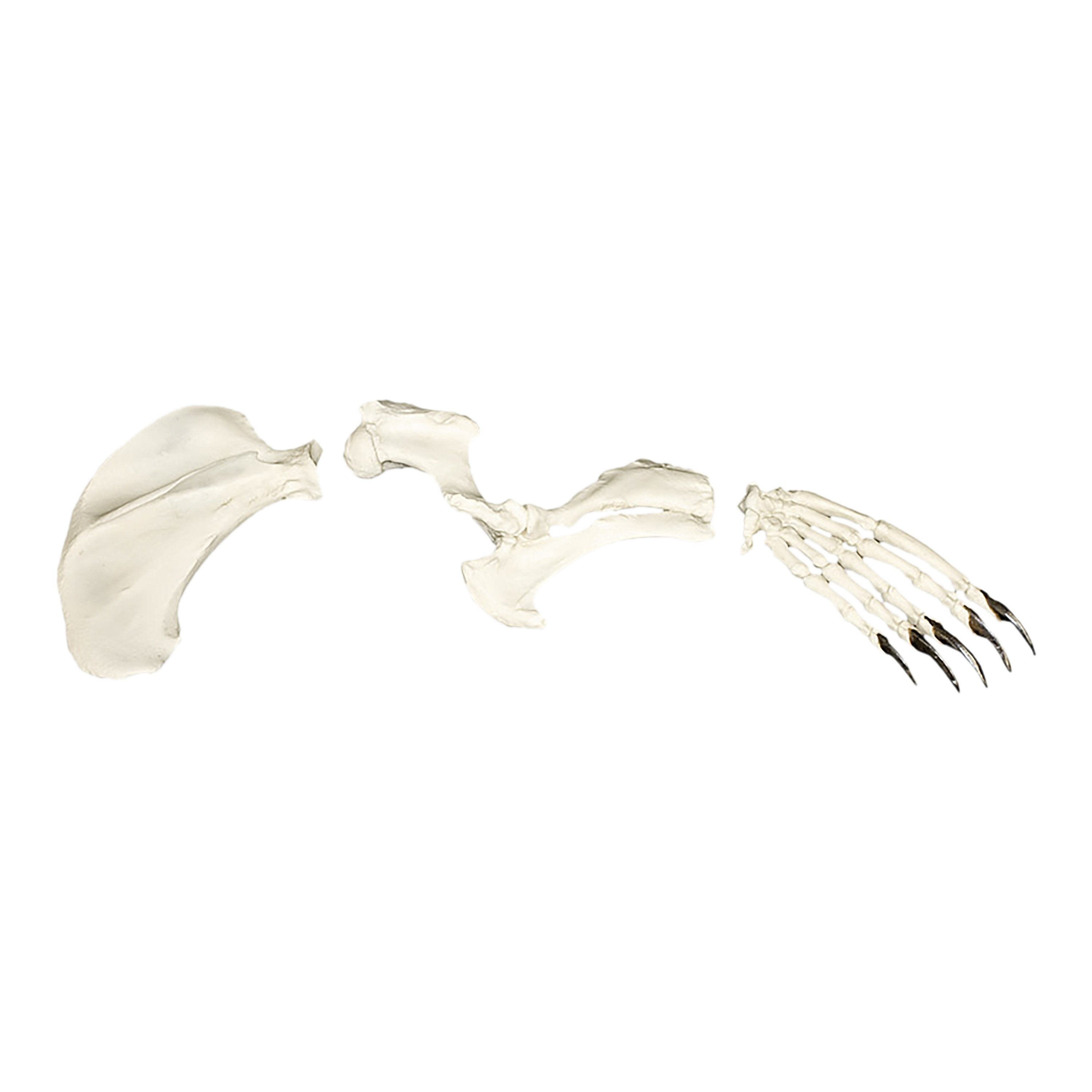Replica Harbor Seal Forelimb Set - High-Quality Marine Animal Model for Educational & Research Use | Perfect for Biology Classrooms, Wildlife Studies & Museum Displays