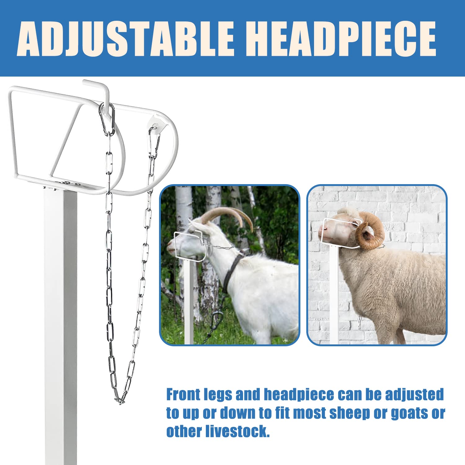 Adjustable Metal Goat Milking Stand for Sheep & Livestock - Heavy Duty Trimming & Shearing Stand with Height Adjustable Headpiece - Perfect for Dairy Goats, Sheep Grooming & Farm Use (White)