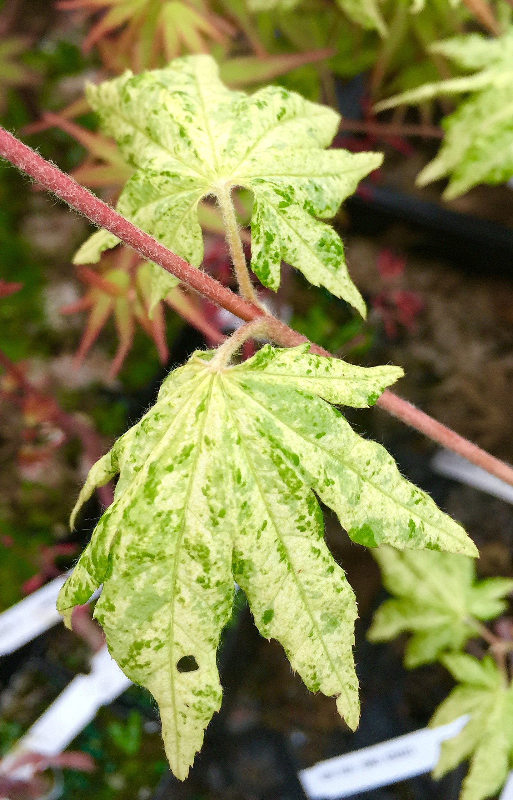 Kumoi Nishiki Korean Maple - 3 Year Dwarf Variegated Plant - Cold Hardy to -40°F - Perfect for Small Gardens & Bonsai