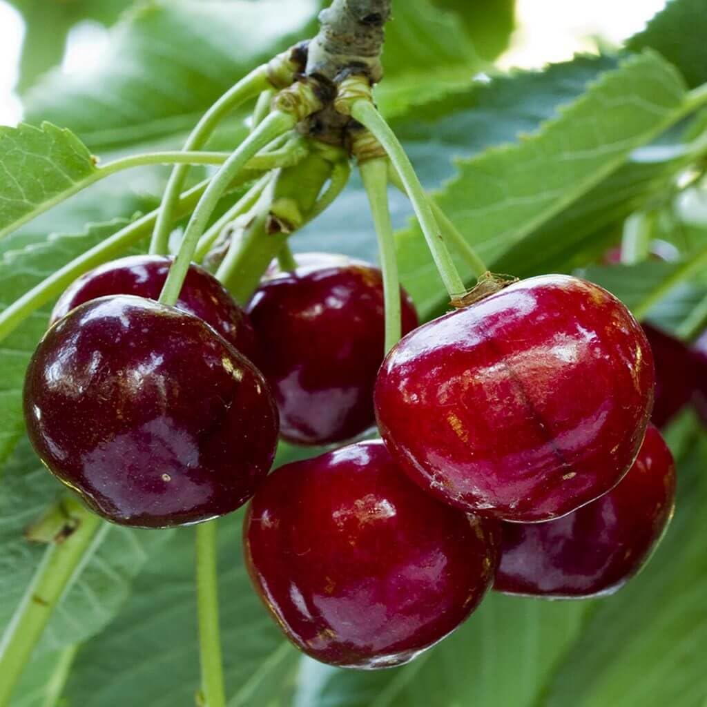 40PCS Lemon, 10PCS Cherry, 40PCS Orange, 40PCS Apple, 40PCS Passion Fruit, 10PCS Blueberry Seeds for Planting - Non-GMO Mixed Fruit Seeds Kit for Home Garden, Backyard Farming & DIY Planting Projects