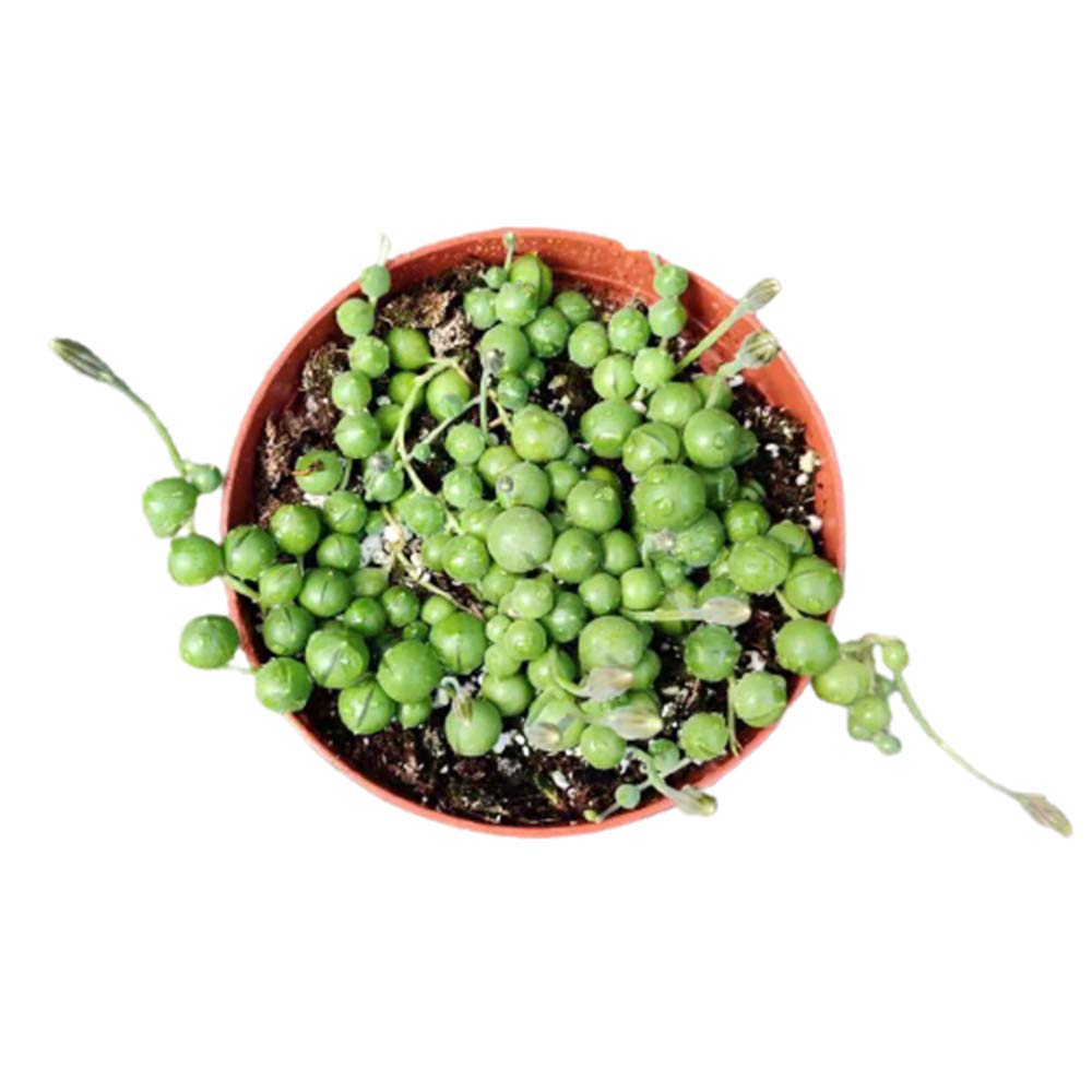Live String of Pearls Succulent Plant - 4