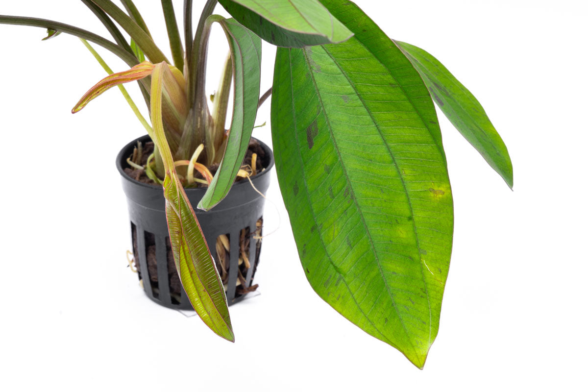 Echinodorus Cordifolius Hybrid - Live Aquatic Plant for Aquariums & Ponds | Easy Care Freshwater Plant for Fish Tanks, Water Gardens & Aquatic Landscaping