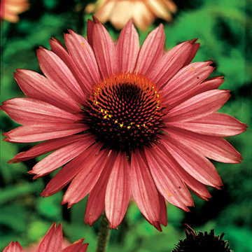 Park Seed Coneflower Flowering Plant Seeds - Magnus Variety, Pack of 50 | Mixed Colors & Sizes for Spring Gardening | Perfect for Butterfly Gardens, Borders & Cut Flower Arrangements